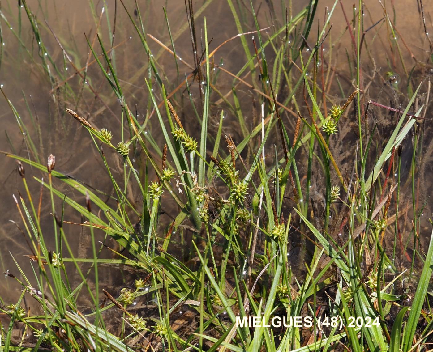 Sedge, Common Yellow plant